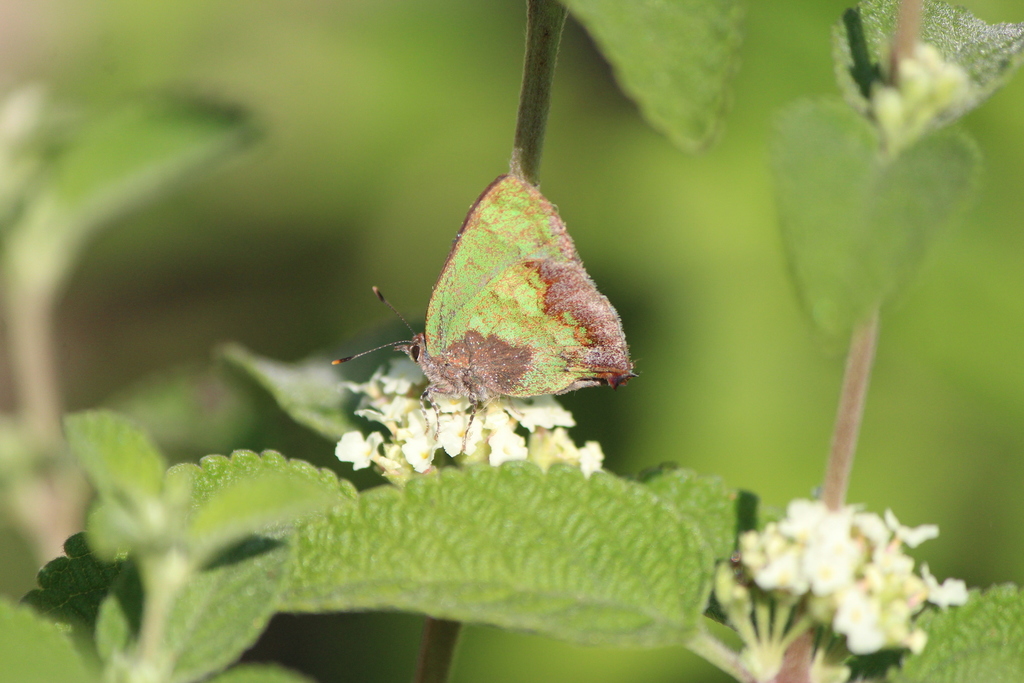 Stained Greenstreak