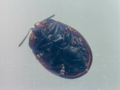 Chelymorpha inflata
