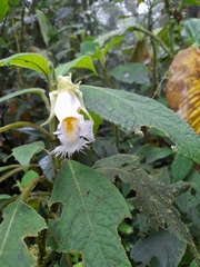 Drymonia lanceolata