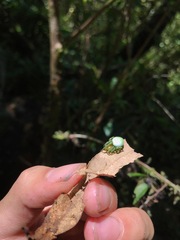 Aoaraneus pentagrammicus