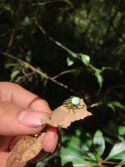 Aoaraneus pentagrammicus