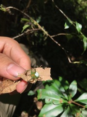 Aoaraneus pentagrammicus