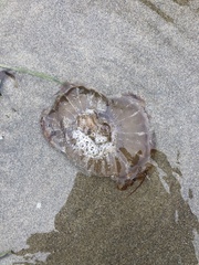 Chrysaora fuscescens