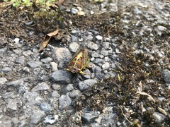 Vagitanus terminalis