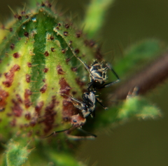 Camponotus rufoglaucus