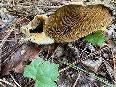 Multifurca ochricompacta