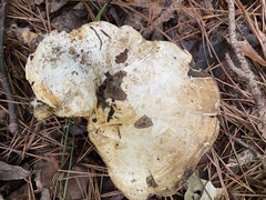 Multifurca ochricompacta