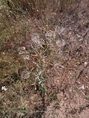 Lactuca serriola