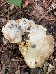 Multifurca ochricompacta