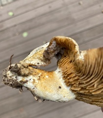 Multifurca ochricompacta