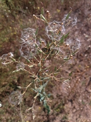 Lactuca serriola