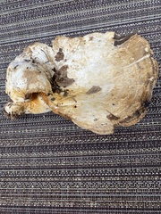 Multifurca ochricompacta