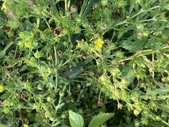 Potentilla rivalis