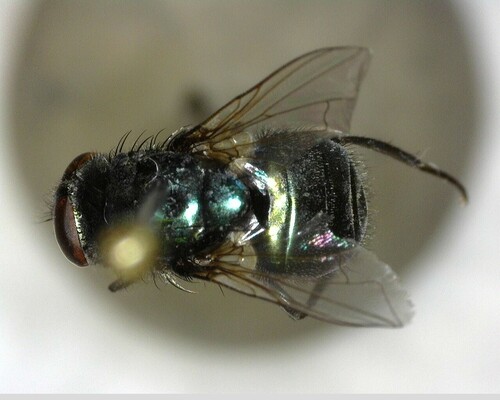 iNaturalist observation photo of False Greenbottles