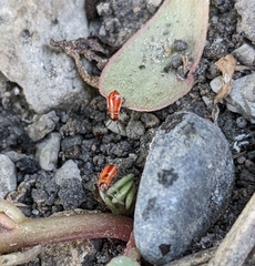 Lygaeus kalmii