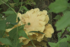 Pleurotus citrinopileatus