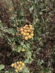 Tanacetum vulgare