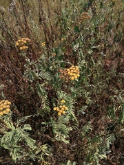 Tanacetum vulgare