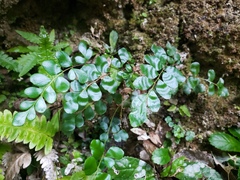 Anemia portoricensis