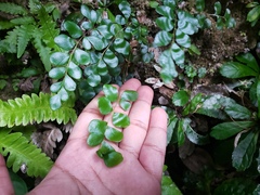 Anemia portoricensis