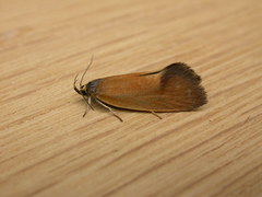 Delexocha ochrocausta