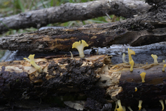 Calocera guepinioides