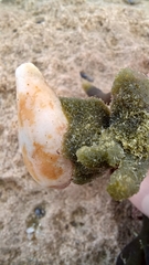 Codium galeatum