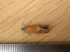 Delexocha ochrocausta