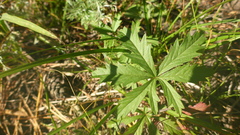 Potentilla flagellaris