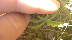 Potentilla flagellaris