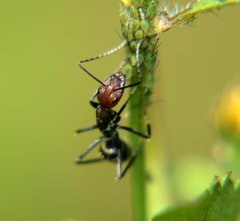 Camponotus rufoglaucus