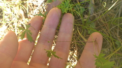 Potentilla flagellaris