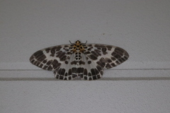 Pogonopygia nigralbata