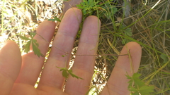 Potentilla flagellaris
