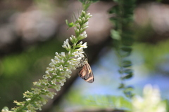 Eutrepsia haemataria