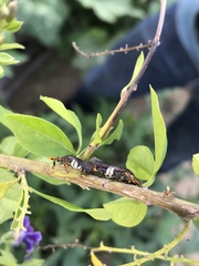 Homalodisca ichthyocephala