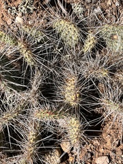 Opuntia cymochila