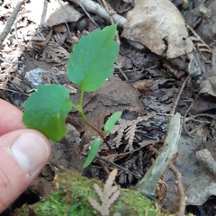 Viburnum opulus opulus