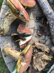 Boletus patrioticus