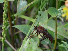 Diogmites basalis