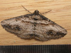 Syneora euboliaria