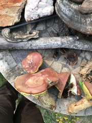 Boletus patrioticus
