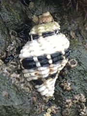 Paciocinebrina circumtexta