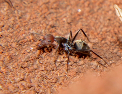 Camponotus rufoglaucus