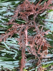 Neoptilota densa