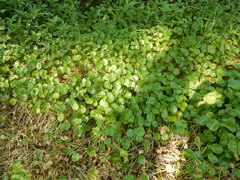 Hydrocotyle prolifera