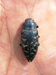 Lampetis dilaticollis