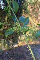 Struthanthus flexicaulis