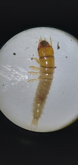 Harpalus