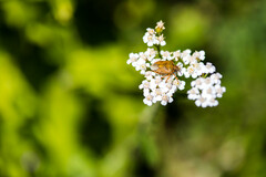 Carpocoris melanocerus
